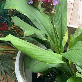 Photo of the plant species Asiatic Lily by @CosmicWarnockia named Kardashian on Greg, the plant care app