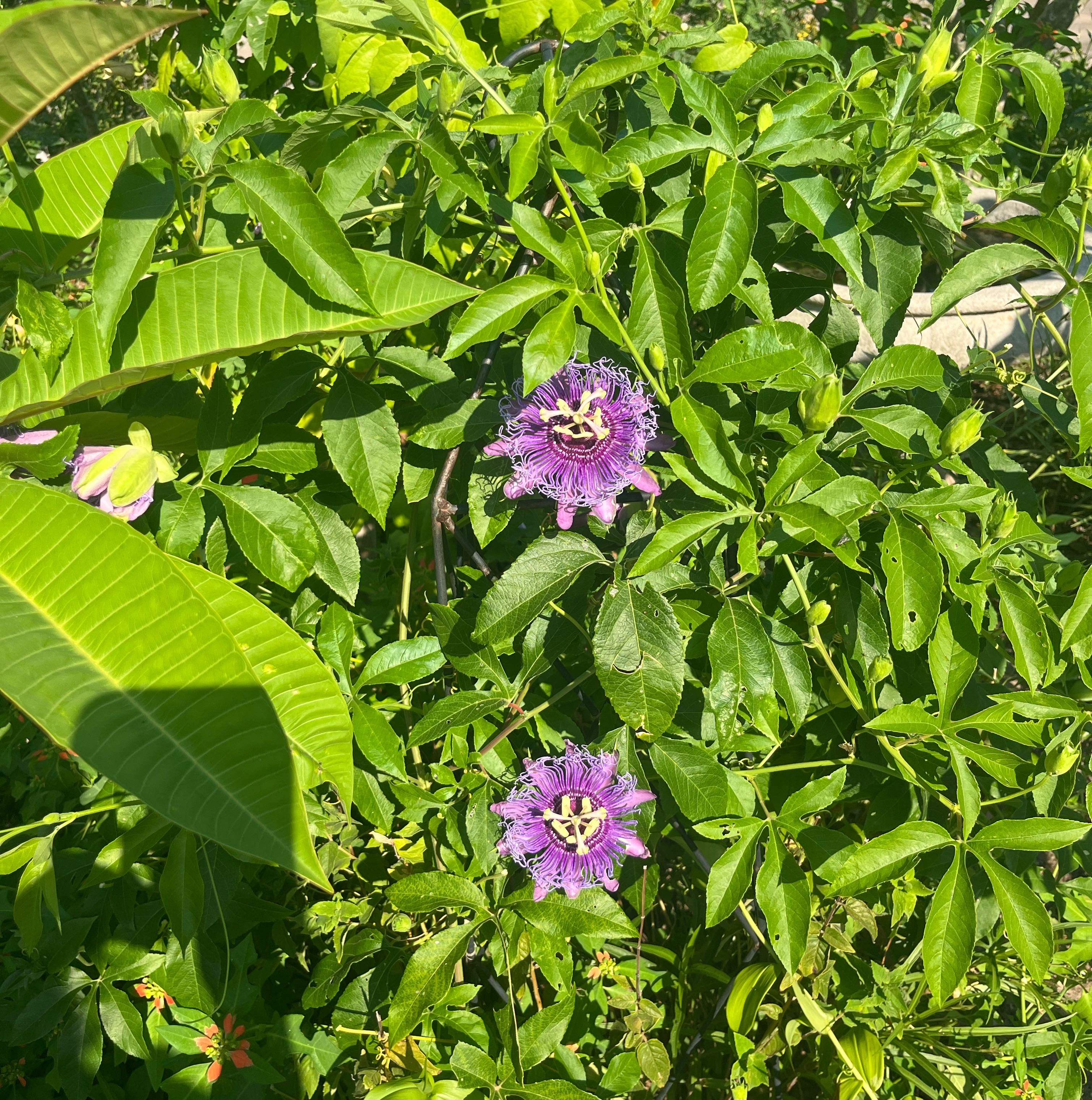 Photo of the plant species Maypop by @CosmicWarnockia named Sahara on Greg, the plant care app