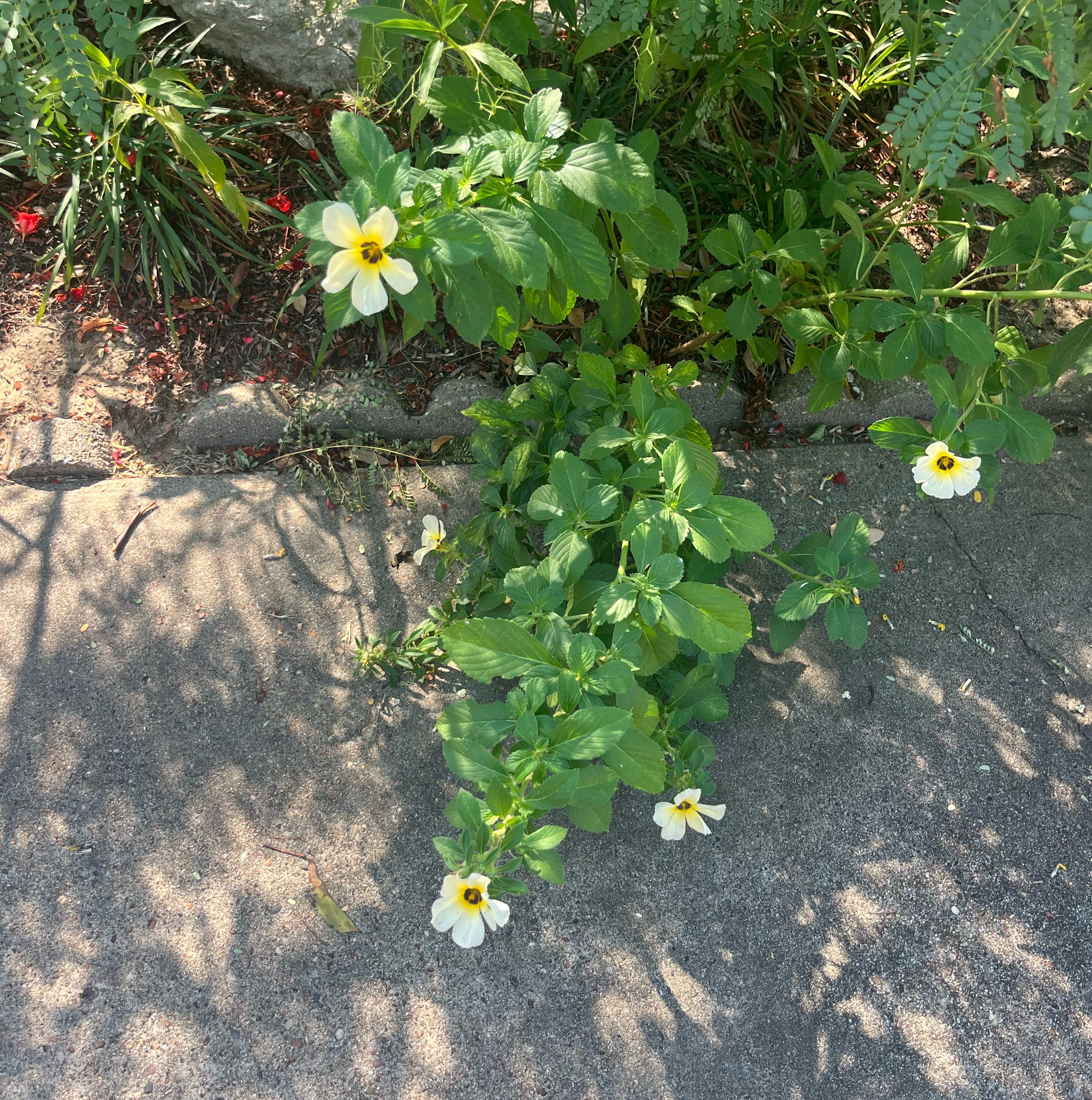 Photo of the plant species White Buttercup by @CosmicWarnockia named Eva on Greg, the plant care app