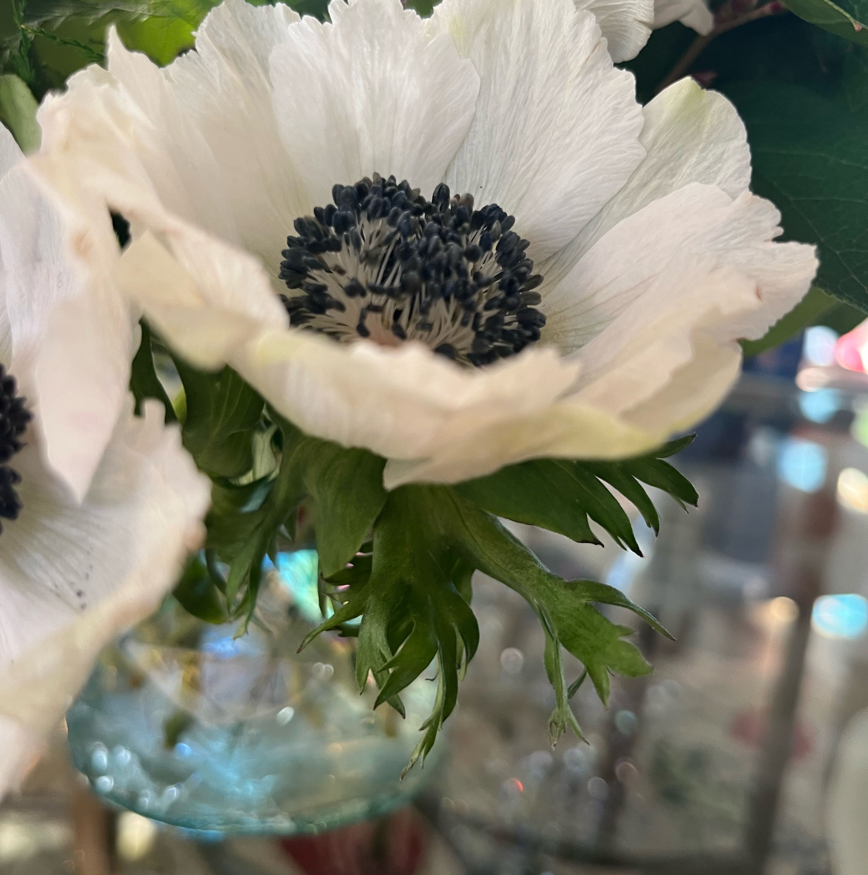 Photo of the plant species Coulter's Matilija Poppy by @CosmicWarnockia named Zion on Greg, the plant care app