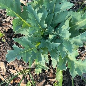 Photo of the plant species Papaver Somniferum by @CosmicWarnockia named Willow on Greg, the plant care app