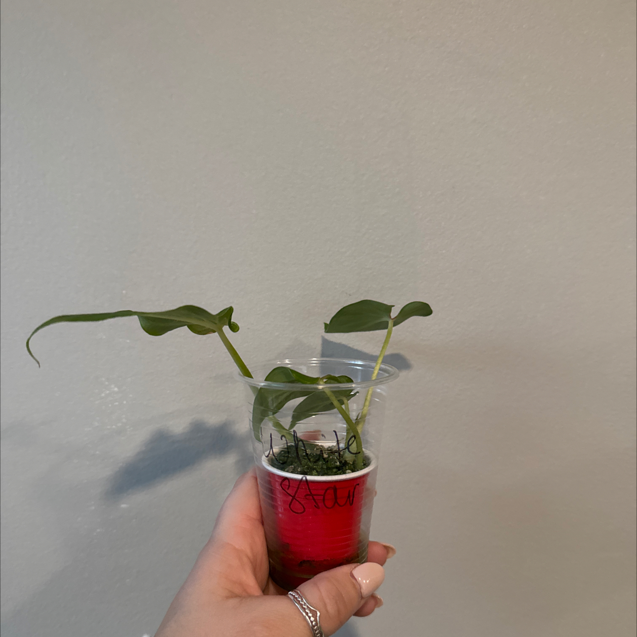 Photo of the plant species Caladium 'Heart to Heart® White Star' by @sierrapayson named Leaf Erickson on Greg, the plant care app