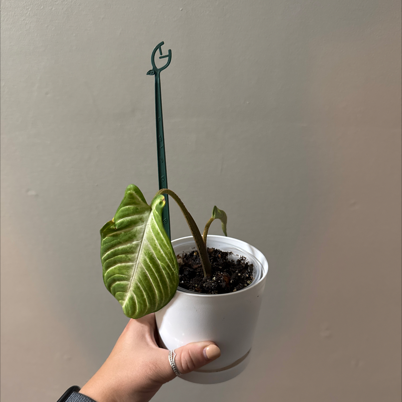 Photo of the plant species Caladium Iindenii by @sierrapayson named Hemingway on Greg, the plant care app