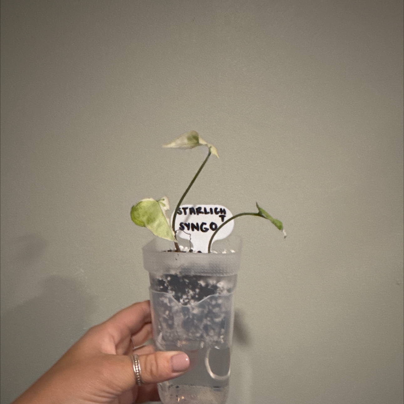 Photo of the plant species Syngonium Starlite by @sierrapayson named Peter Parker on Greg, the plant care app