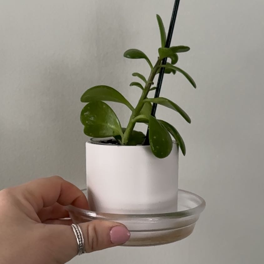 Photo of the plant species Trailing Jade by @sierrapayson named Fernie Mac on Greg, the plant care app