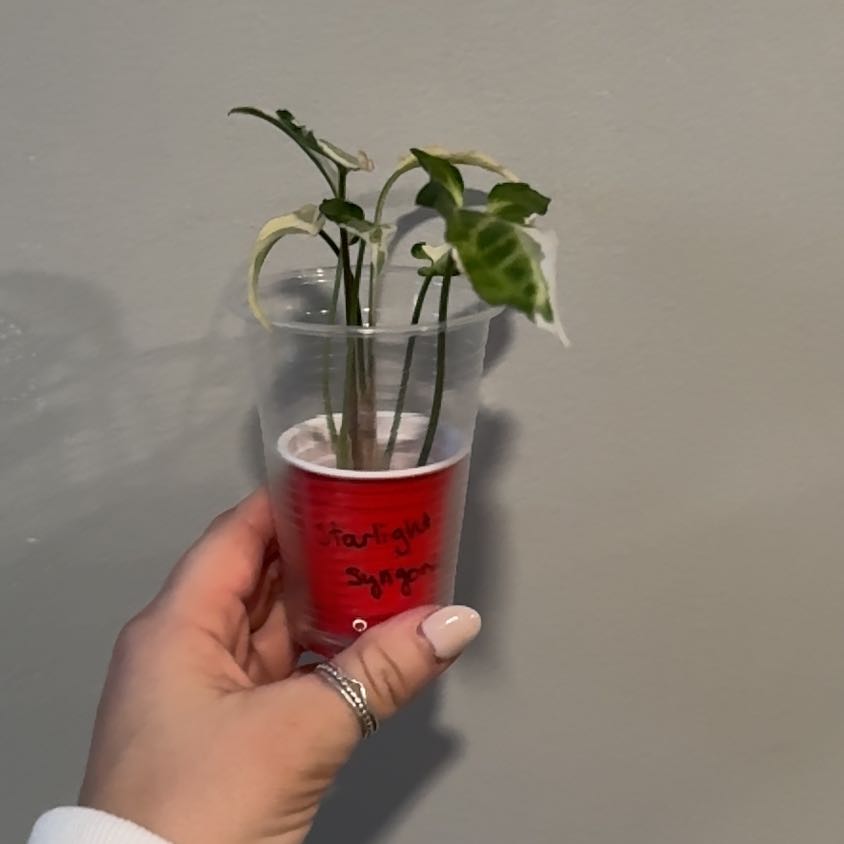 Photo of the plant species Syngonium Starlite by @sierrapayson named Peter Parker on Greg, the plant care app