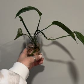 Photo of the plant species Epi Albo by @sierrapayson named Gates on Greg, the plant care app