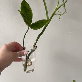 Photo of the plant species Philodendron Tripartitum by @sierrapayson named McKinley on Greg, the plant care app