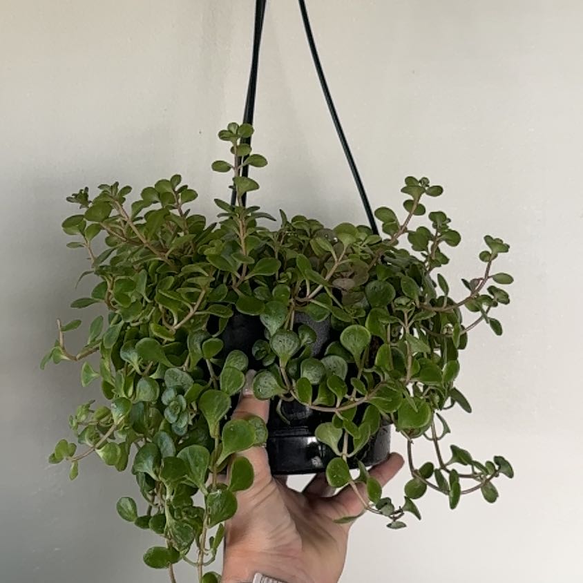 Photo of the plant species Trailing Jade by @sierrapayson named Plato on Greg, the plant care app