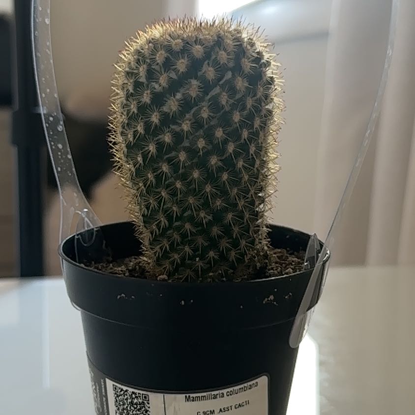 Photo of the plant species Mammillaria columbiana by @ZingGlassyonion named Pax on Greg, the plant care app