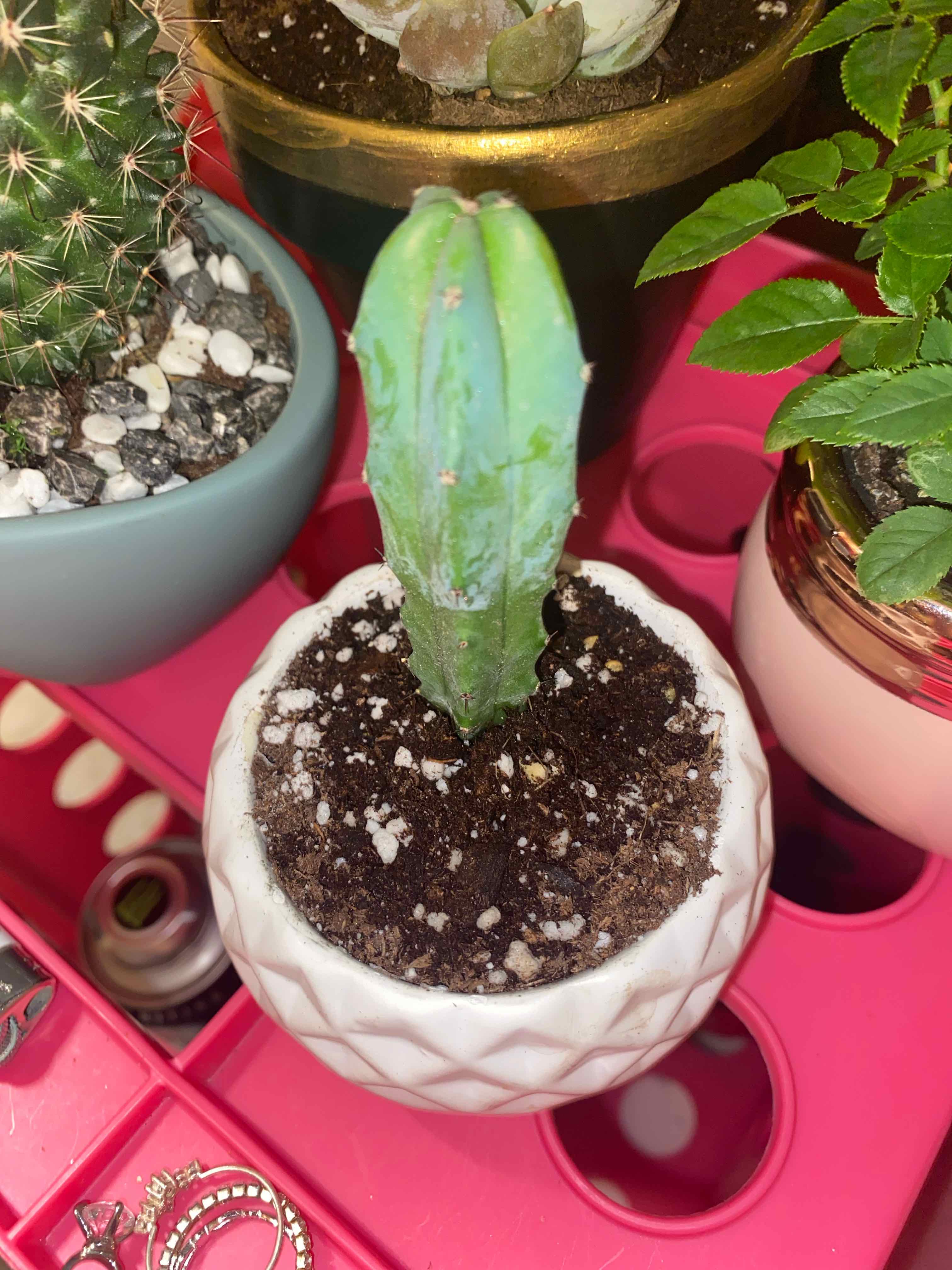 San Pedro Cactus in a white pot with visible soil, surrounded by other plants.