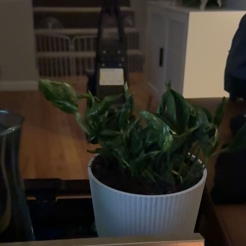 Photo of the plant species Epipremnum 'Shangri-La' by @GoldenBanana named Elina on Greg, the plant care app