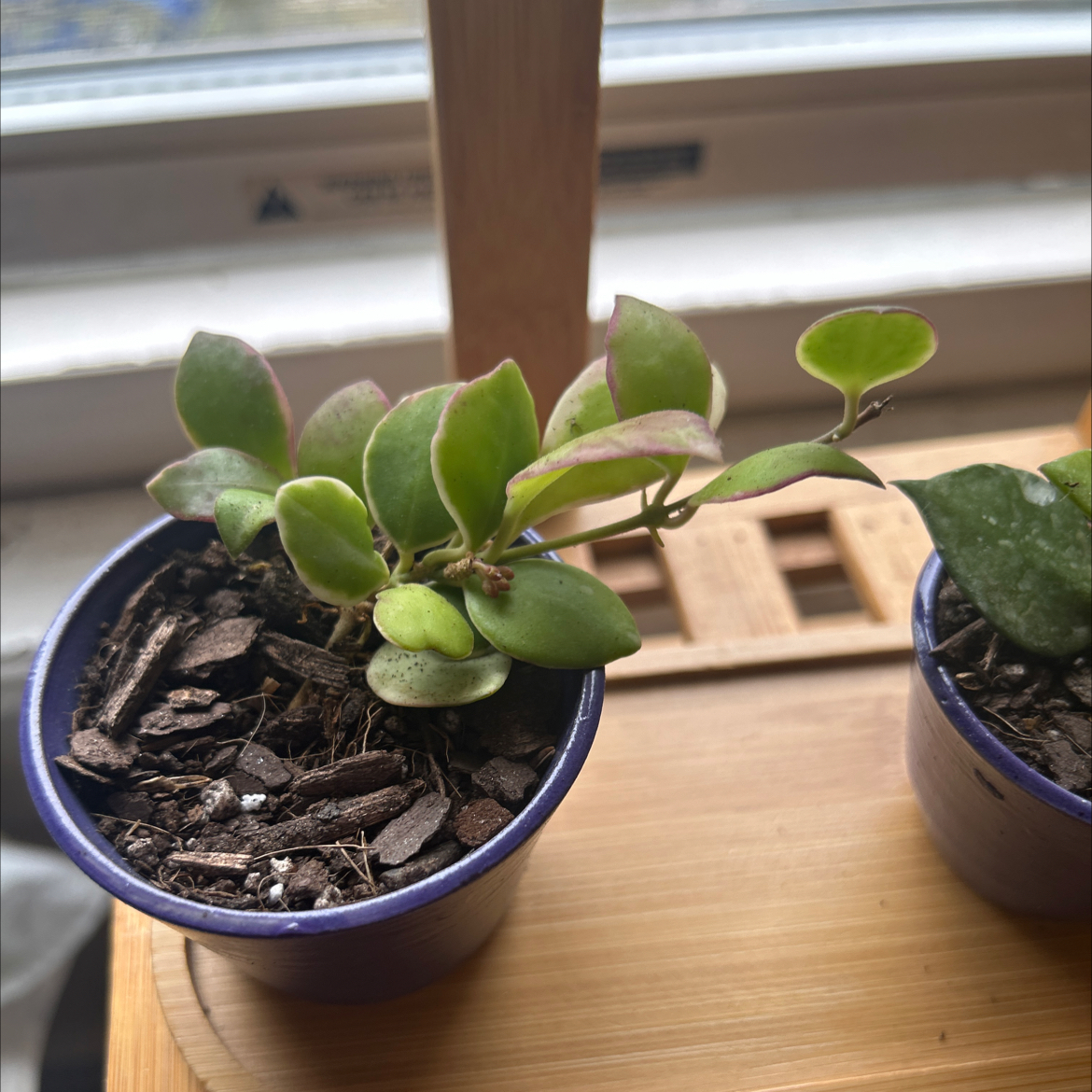 Photo of the plant species Hoya heuschkeliana by @skrau named Taehyung on Greg, the plant care app
