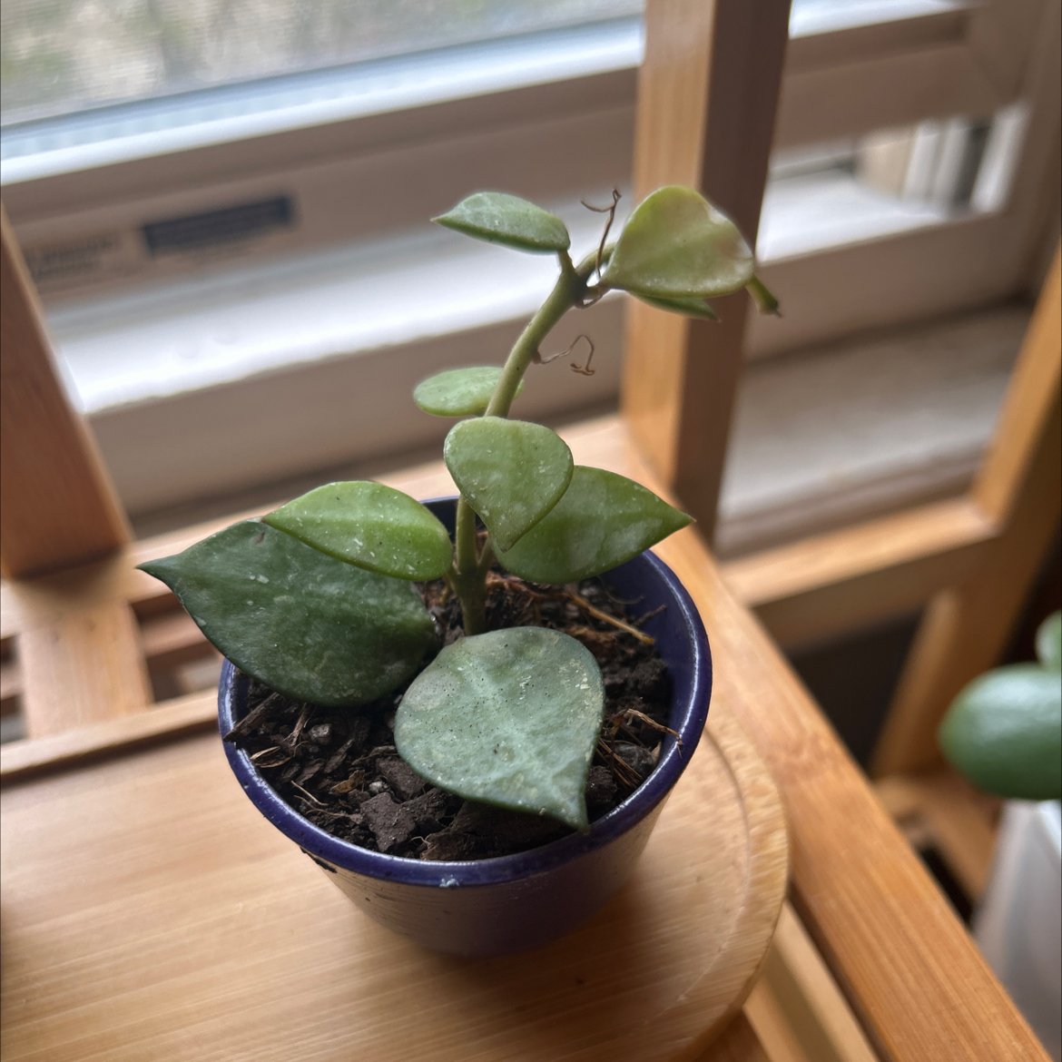 Photo of the plant species Hoya krohniana by @skrau named Jimin on Greg, the plant care app