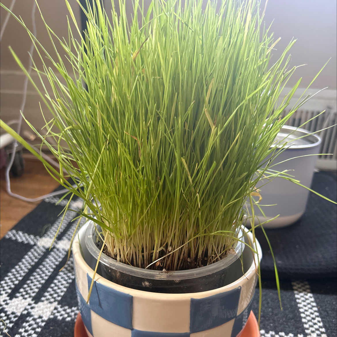 Photo of the plant species cat grass by @skrau named Kiki on Greg, the plant care app