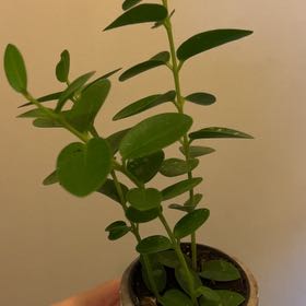 Photo of the plant species Bush Hoya by @skrau named Hyunjin on Greg, the plant care app