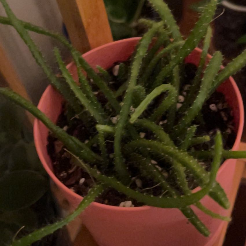 Photo of the plant species dragon fruit by @skrau named the Duchess on Greg, the plant care app