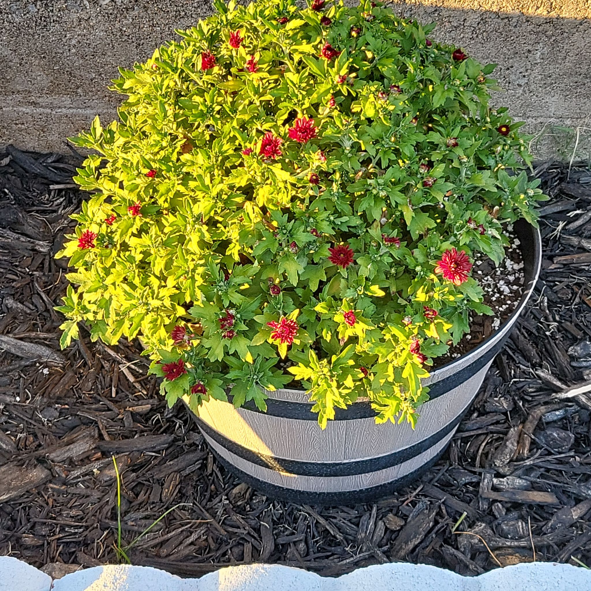 Photo of the plant species Hardy Chrysanthemum by @FocusedMystax named Red Ruby on Greg, the plant care app