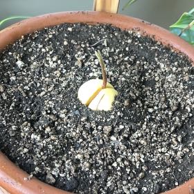 Photo of the plant species avocado seed by @PerkySpinyphlox named Beckham on Greg, the plant care app