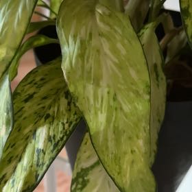 Plant care for Camouflage on Greg, the plant care app