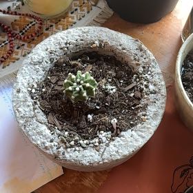 Photo of the plant species Ruby Ball Cactus by @PureAshejuniper named Kesha on Greg, the plant care app