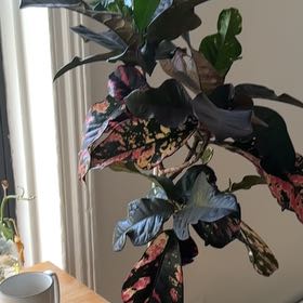 Photo of the plant species Magnificent Croton by @PureAshejuniper named Peter Parker on Greg, the plant care app