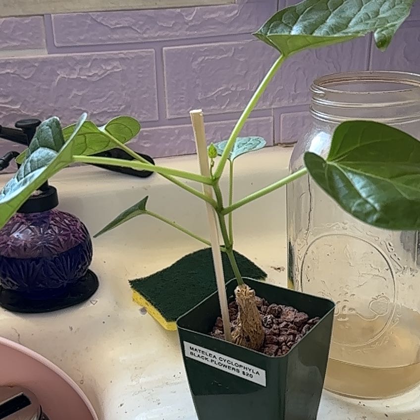 Photo of the plant species Gonolobus by @MacsGreenThumb named Daphne on Greg, the plant care app