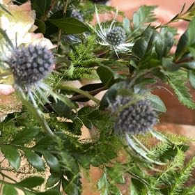 Photo of the plant species Flat Sea Holly by @GrownPersianivy named Gaga on Greg, the plant care app