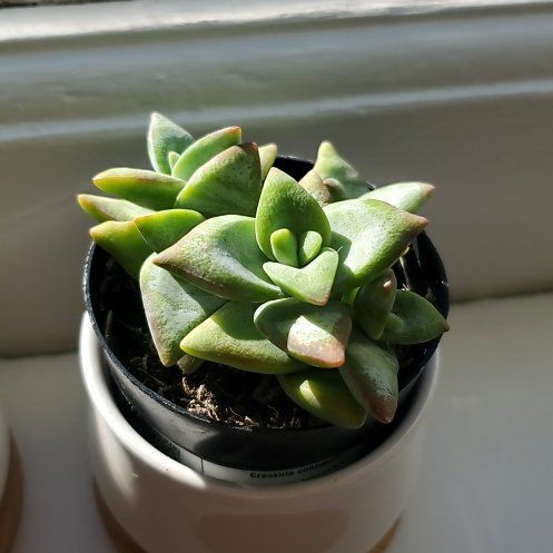 Photo of the plant species jade by @LionheartedMoss named Kendall on Greg, the plant care app