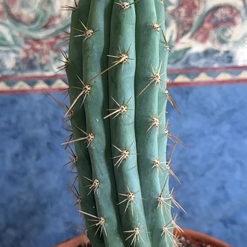 Photo of the plant species Trichocereus macrogonus by @AbsoluteNeslia named Achilles on Greg, the plant care app