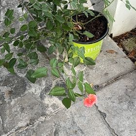 Photo of the plant species Coral Knock Out Rose by @JazzyRubyelfcup named Harry on Greg, the plant care app