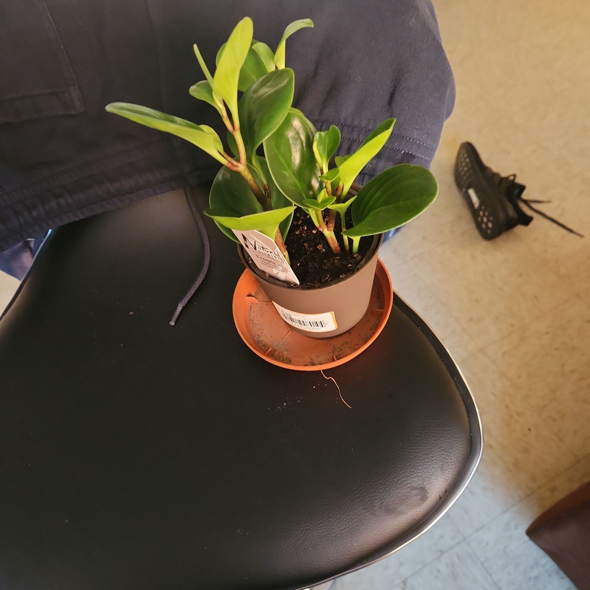 Photo of the plant species Peperomia obtipan by @BuffCatthyme named PeeWee on Greg, the plant care app