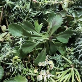 Photo of the plant species Lesser Londonpride by @MightyPaleyucca named Figyonce on Greg, the plant care app
