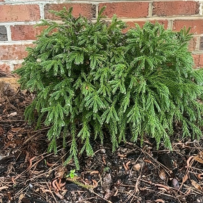 Photo of the plant species Japanese Cedar by @WinCoralfern64 named Coco on Greg, the plant care app