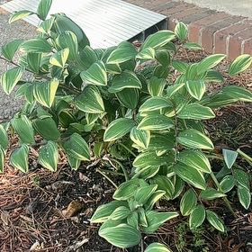 Photo of the plant species Solomon's Seal by @WinCoralfern64 named Queen on Greg, the plant care app