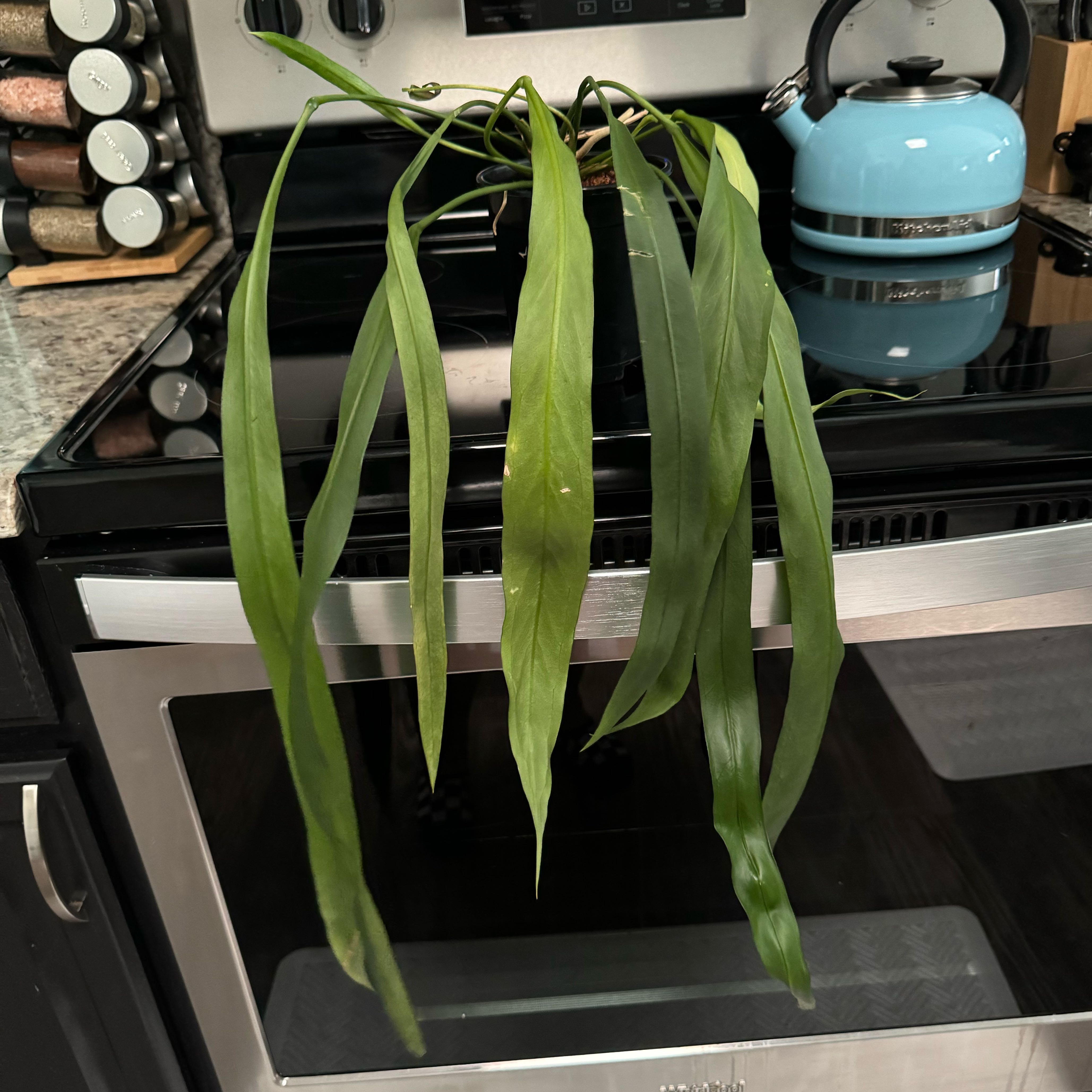 Photo of the plant species Anthurium vittariifolium by @FancyHoyamillie named Ariana on Greg, the plant care app