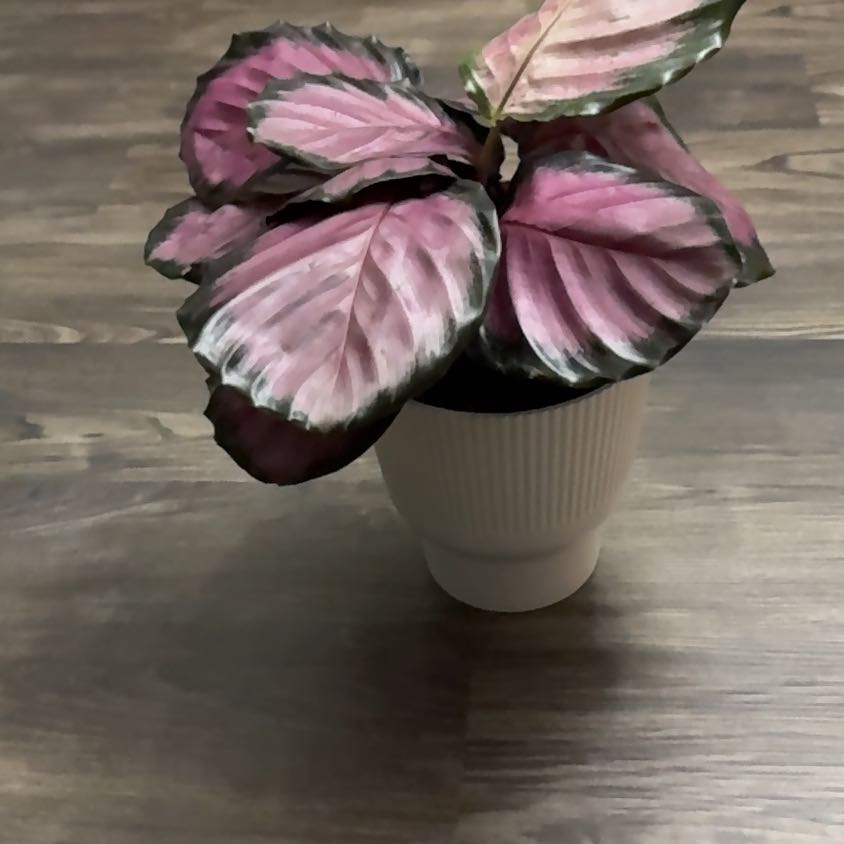 Photo of the plant species Calathea 'Crimson' by @FancyHoyamillie named Rihanna on Greg, the plant care app