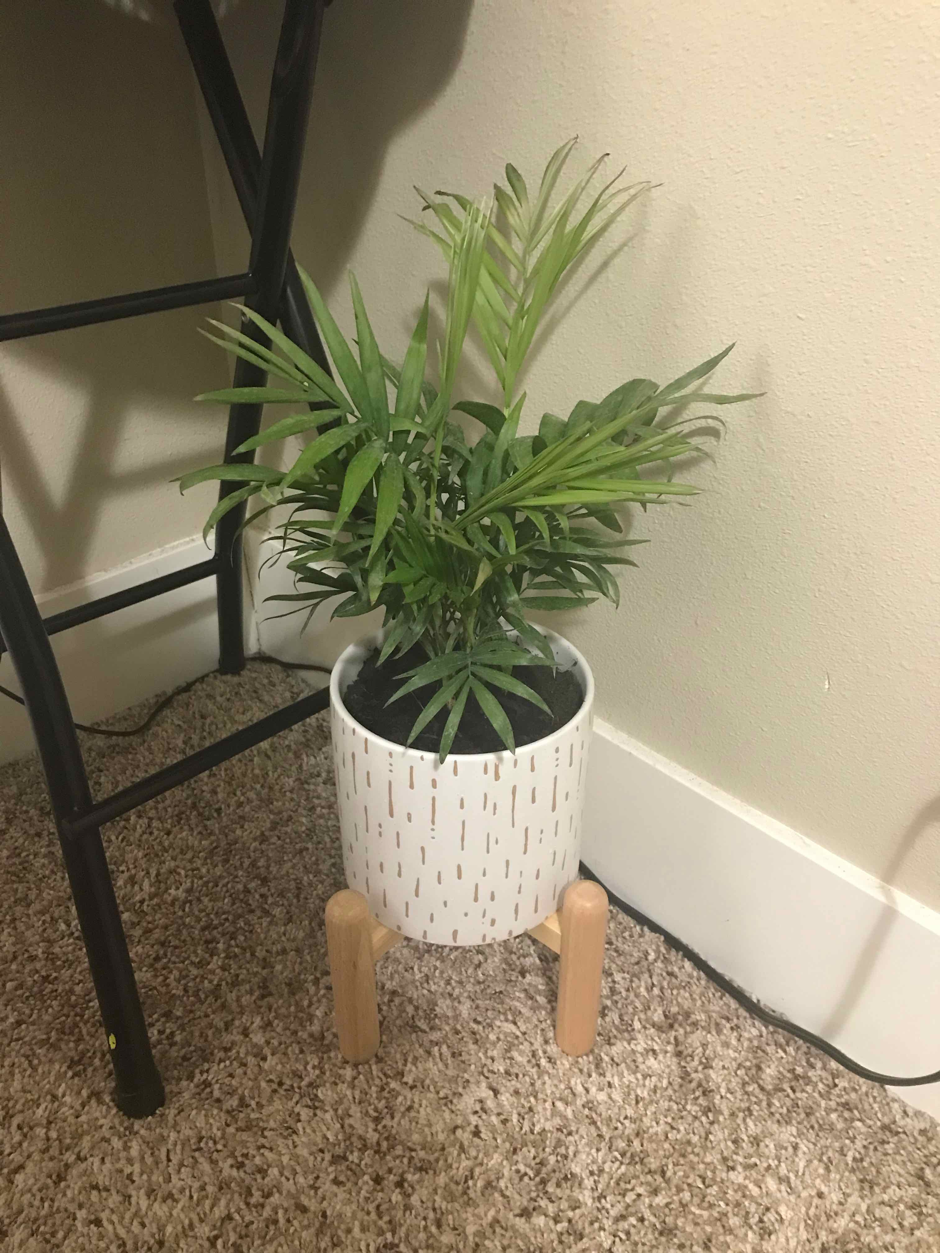 Indoor potted Bamboo Palm on a carpeted floor, healthy green leaves.