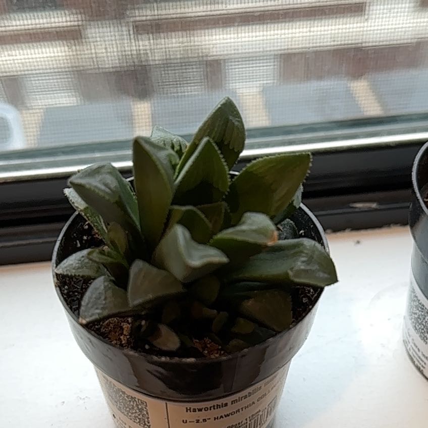 Photo of the plant species Haworthia mirabilis by @SurefireCardoon named Treeyoncé on Greg, the plant care app
