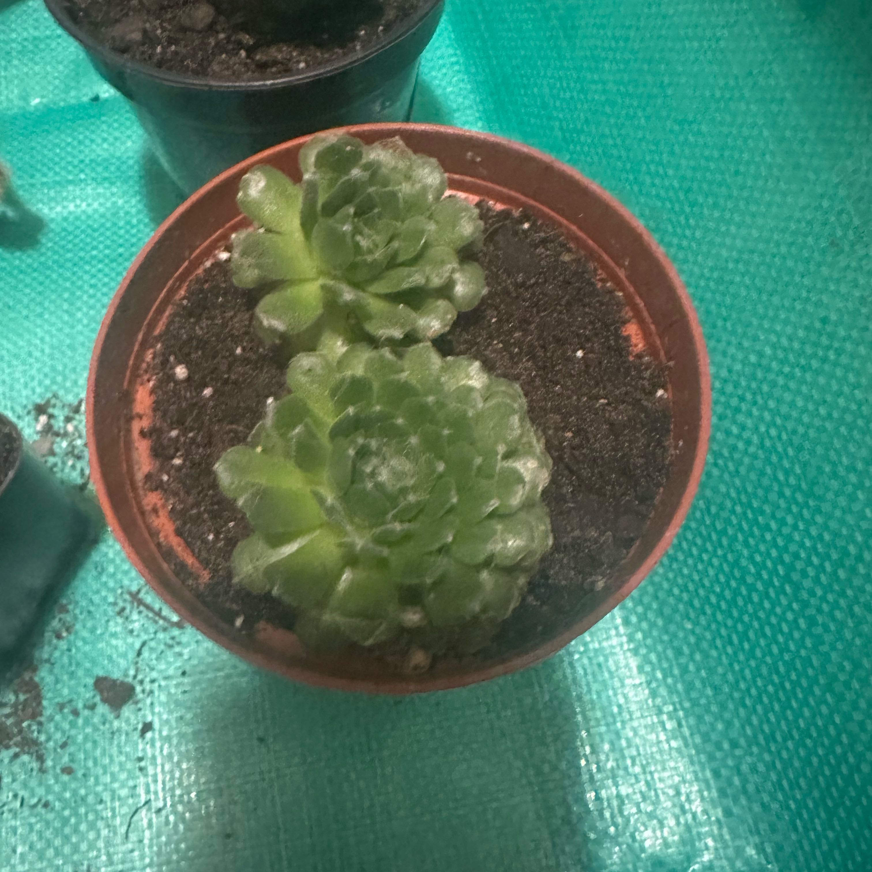 Cosmo and Wanda