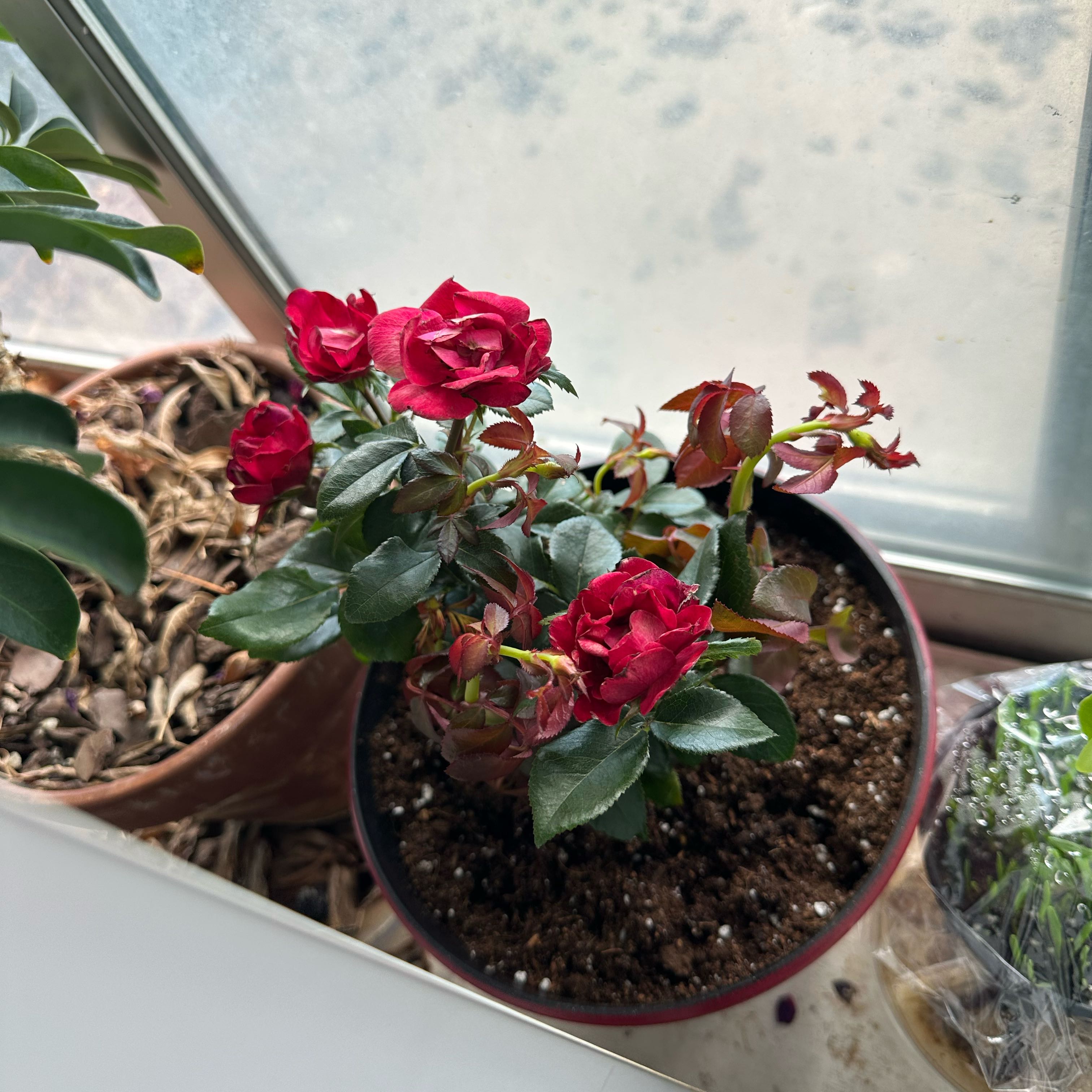 Photo of the plant species Knock Out Roses by @FineFlamevine named Mileena on Greg, the plant care app