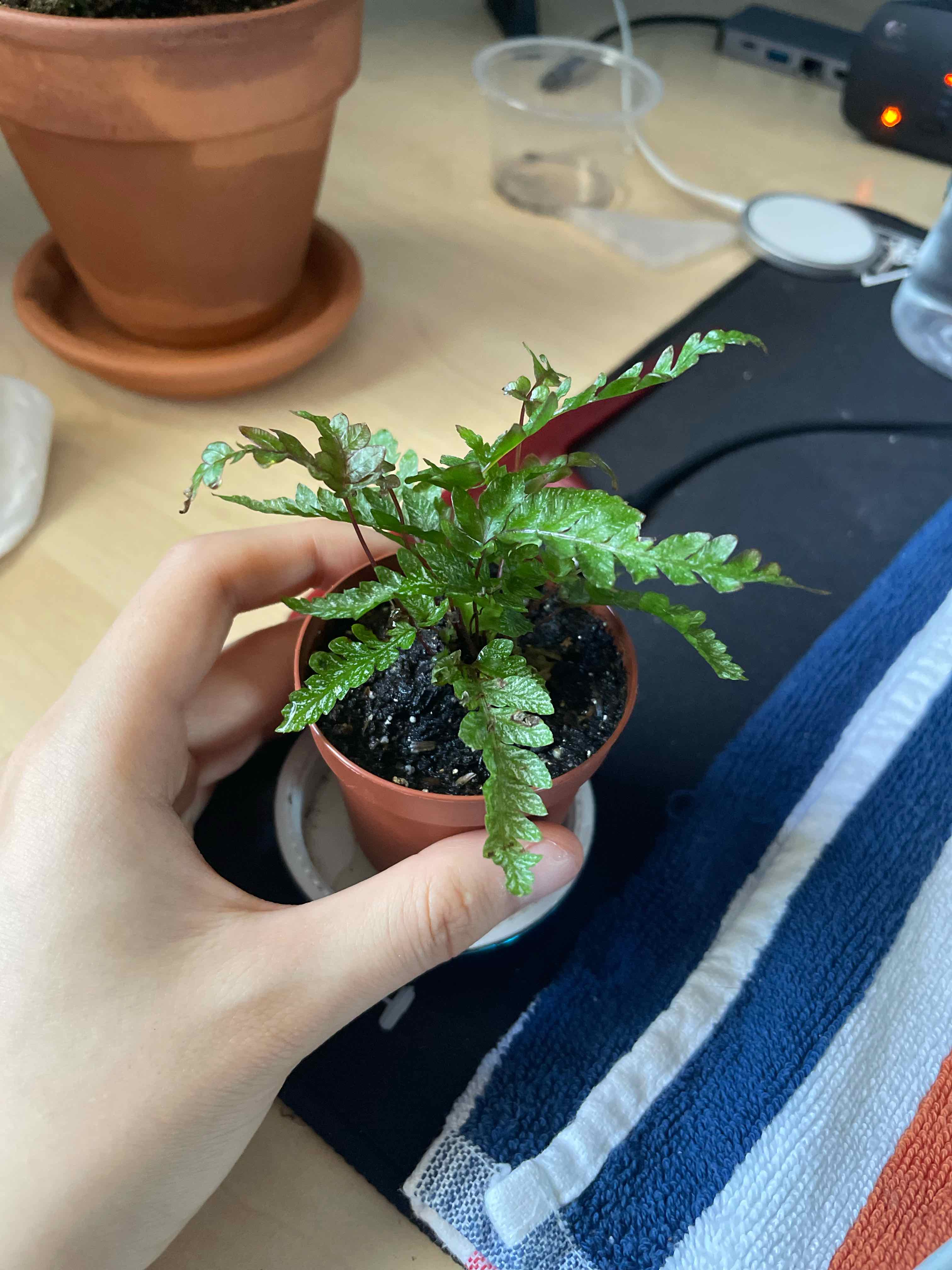 A healthy Autumn Fern in a small pot with visible soil, held by a hand.