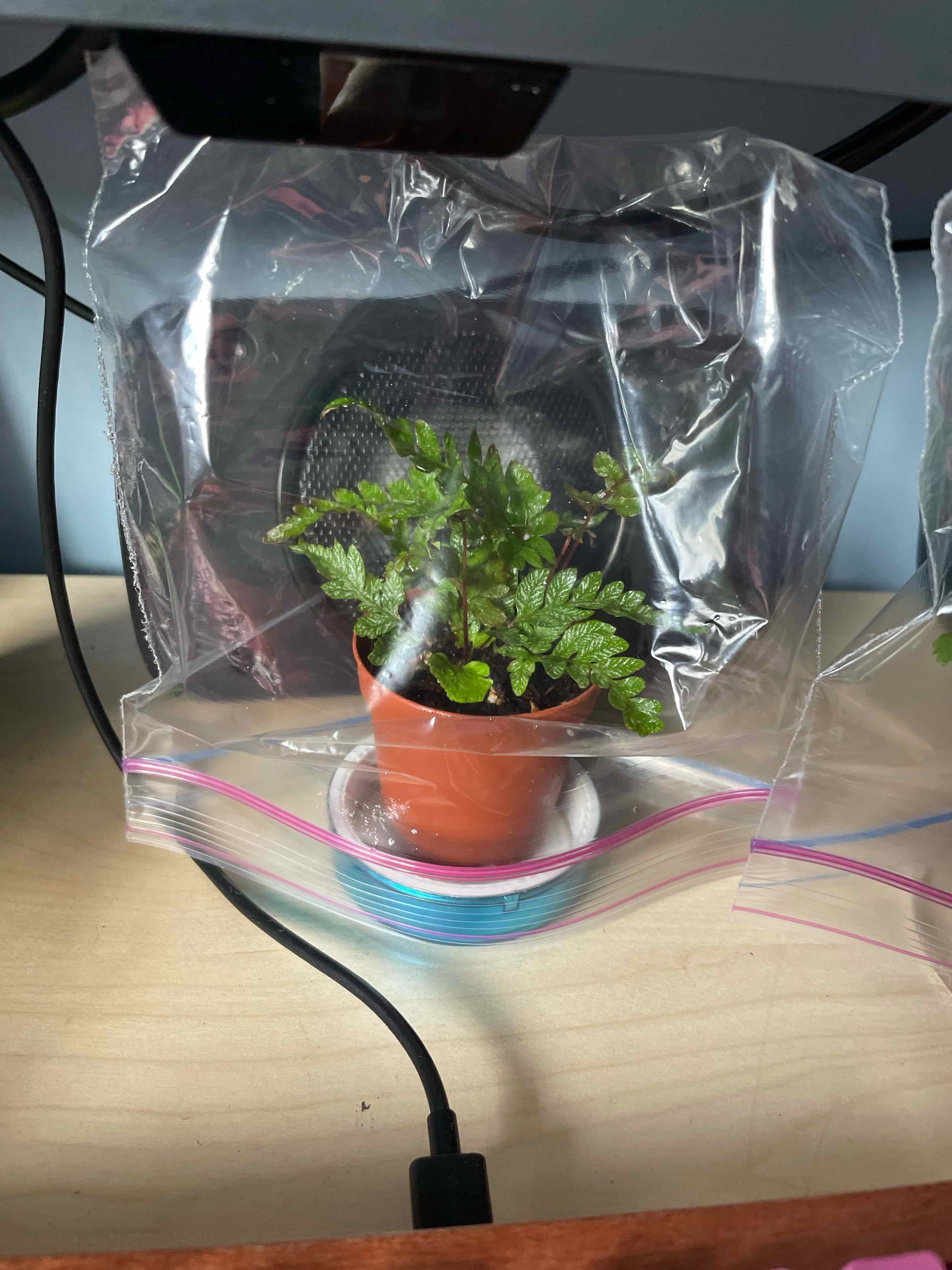 Autumn Fern in a plastic pot inside a plastic bag, likely for humidity control.