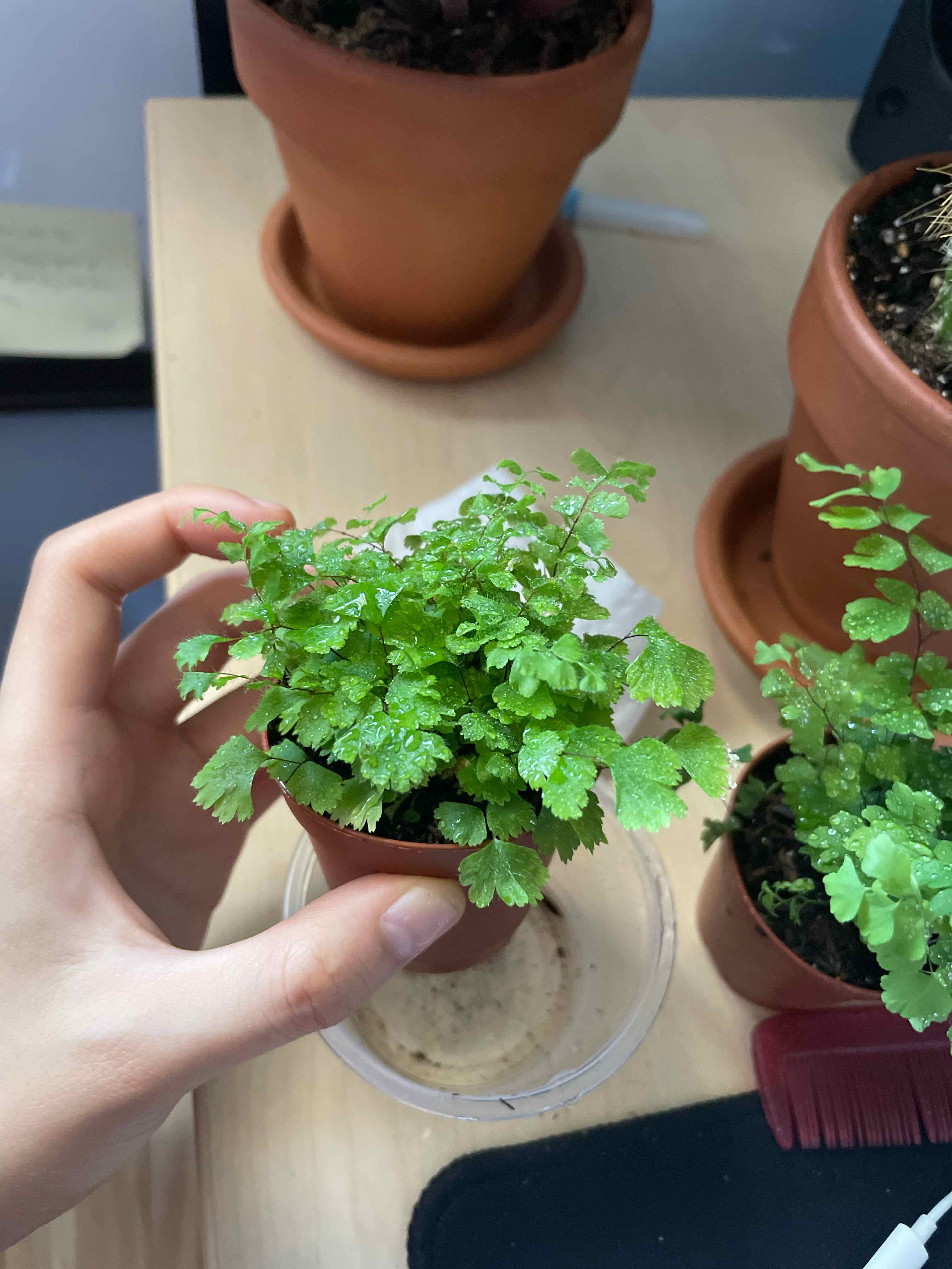 A healthy Pacific Maidenhair Fern in a small pot, held by a hand, with vibrant green leaves.