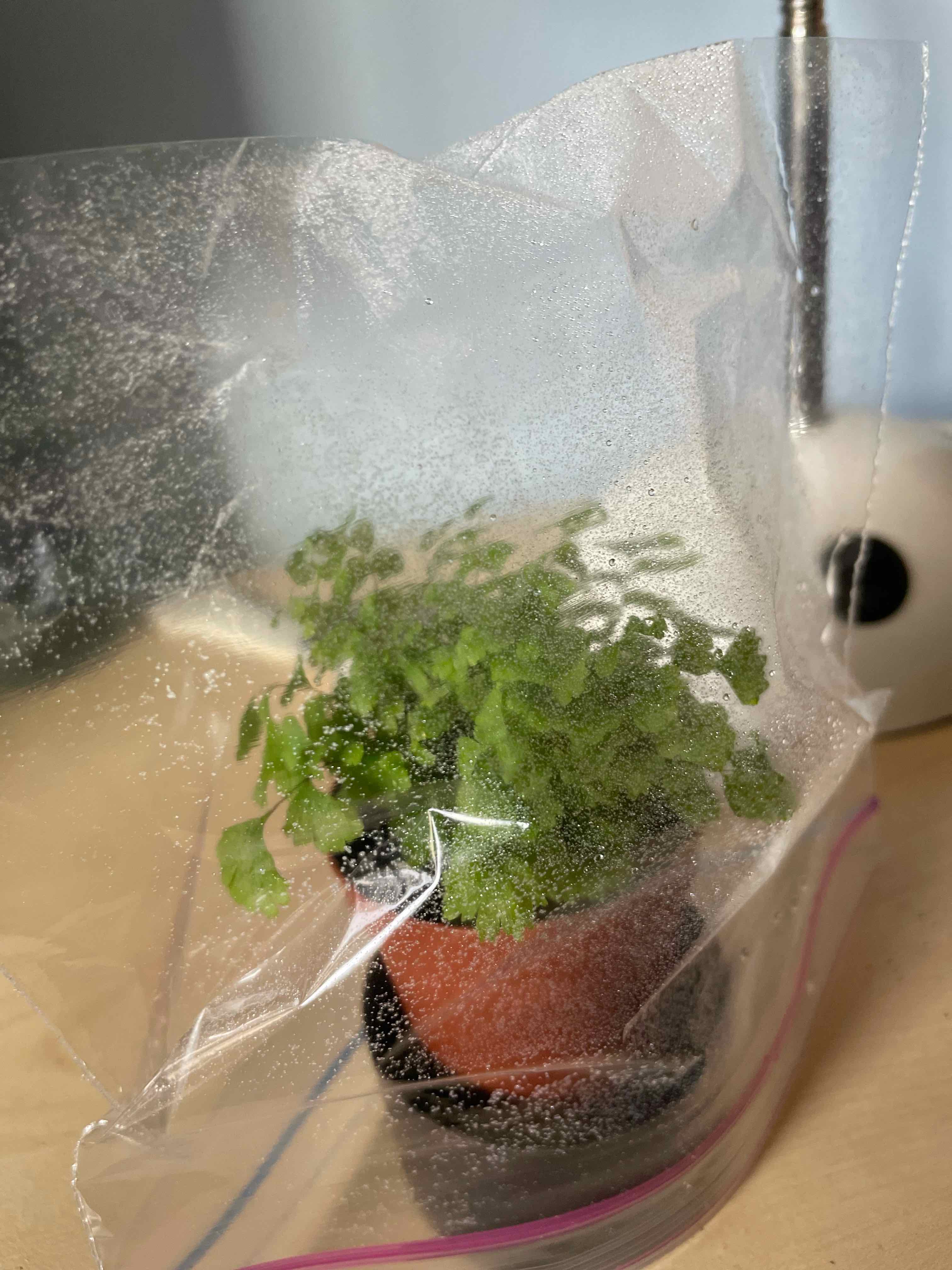 Pacific Maidenhair Fern in a pot inside a plastic bag to maintain humidity.