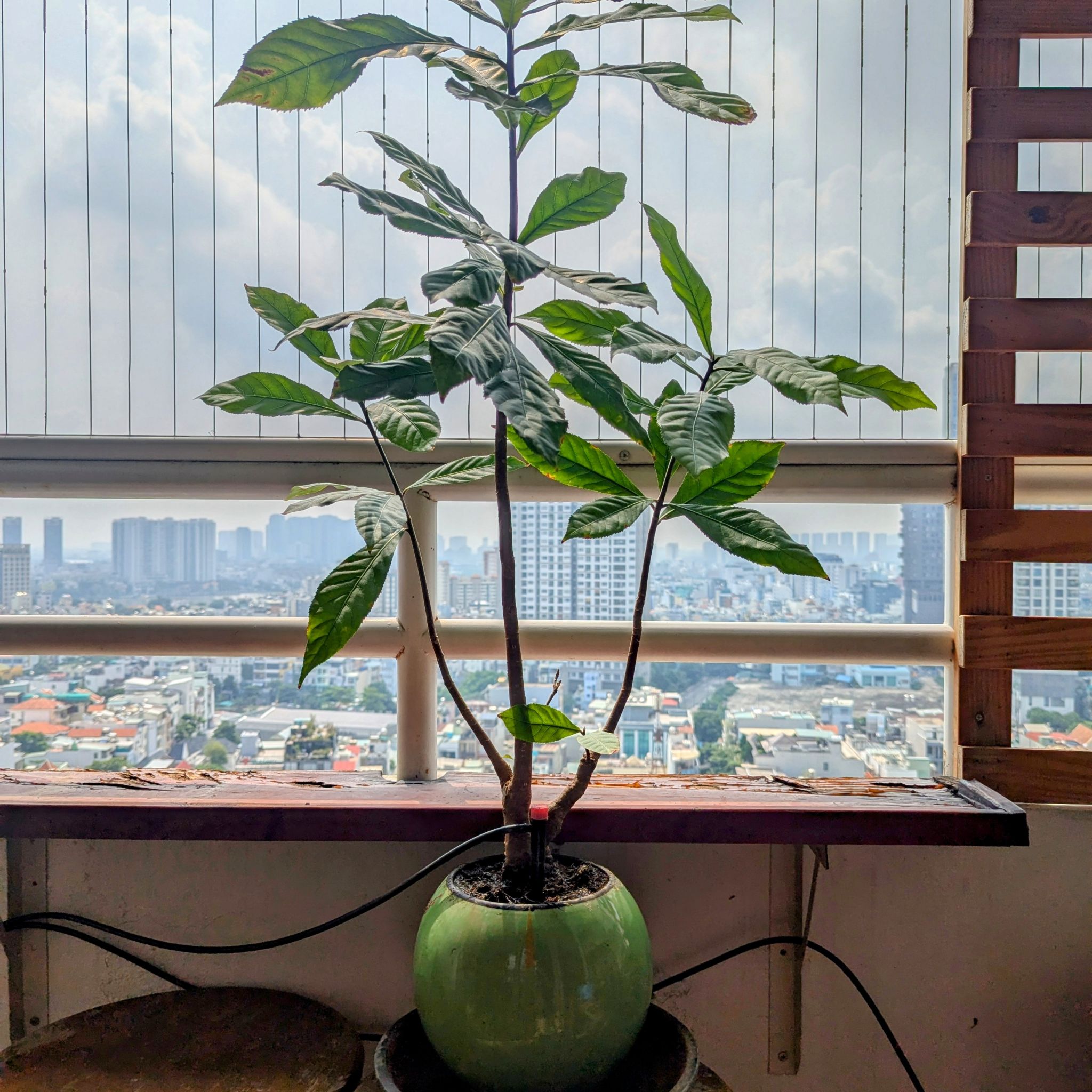 Photo of the plant species Fish Poison Tree by @liquor282 named Lộc Vừng on Greg, the plant care app