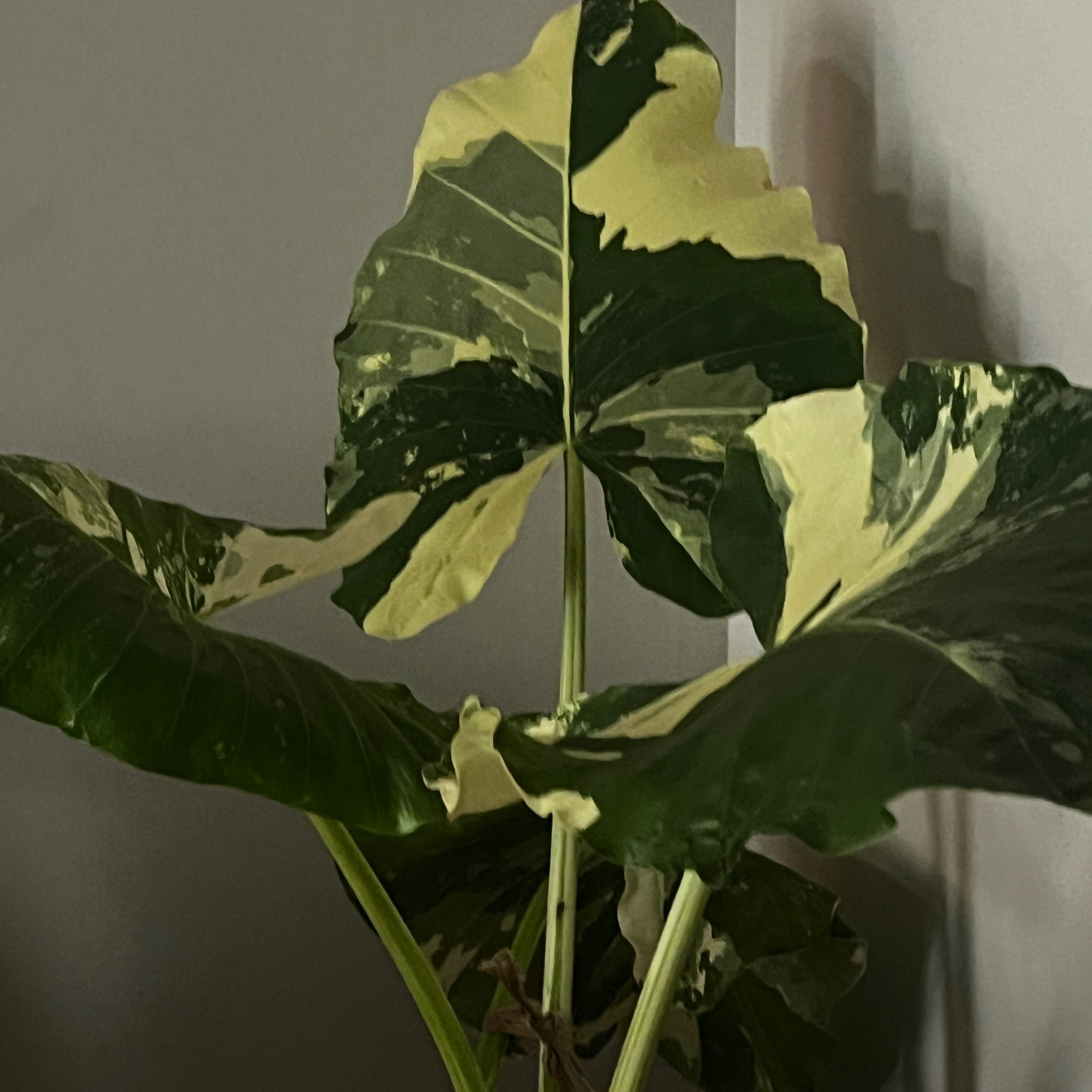 Photo of the plant species varigated elephants ear by @WittyCatbrier38 named Wahad on Greg, the plant care app