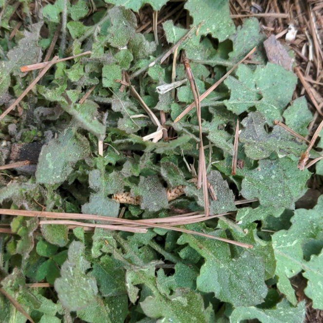 Photo of the plant species Capeweed by @FlyingHeather93 named Huckleberry Fern on Greg, the plant care app