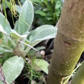 Photo of the plant species Butterfly Bush by @SvelteSwisspine named Austen on Greg, the plant care app