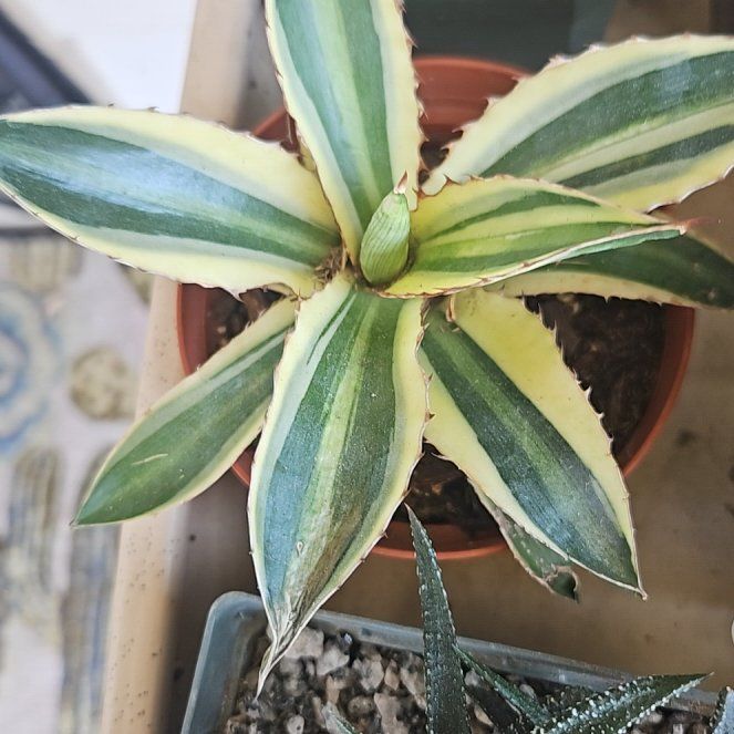 Photo of the plant species Agave lophantha by @RegalMeyerlemon named Sproutacus on Greg, the plant care app